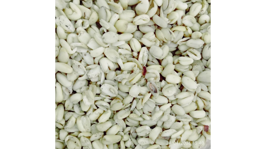 Ukwa African breadfruit